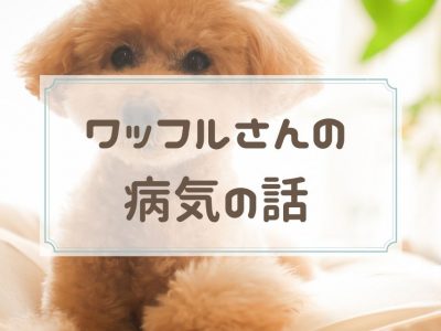 タイトル「ワッフルさんの病気の話」